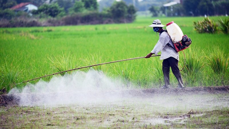 biện pháp quản lý cỏ dại trên ruộng lúa