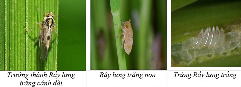 rầy lưng trắng - bọ phấn trắng hại lúa