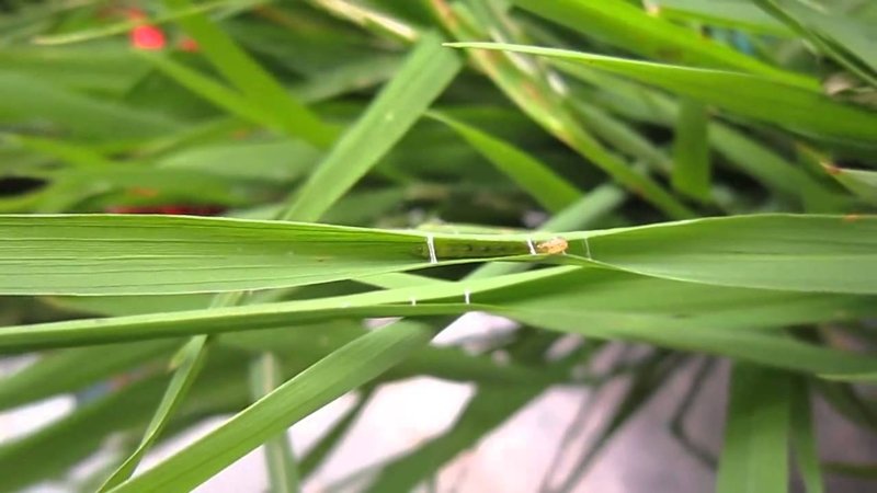 đặc điểm gây hại của sâu cuốn lá nhỏ trên lúa