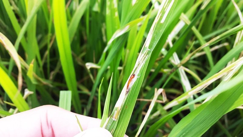 đặc điểm hình thái của sâu cuốn lá lúa loại nhỏ