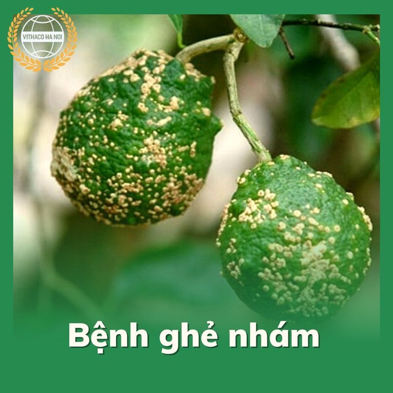 Bệnh ghẻ nhám trên cam, bưởi