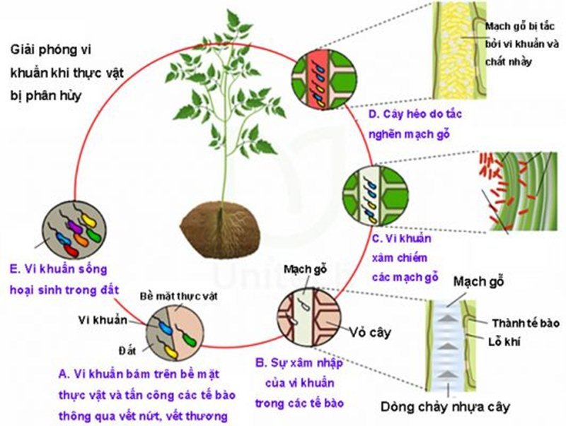 đặc điểm phát sinh bệnh héo xanh vi khuẩn hại cà chua