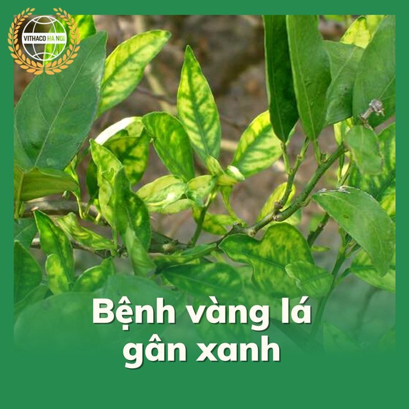 Bệnh vàng lá gân xanh trên chanh