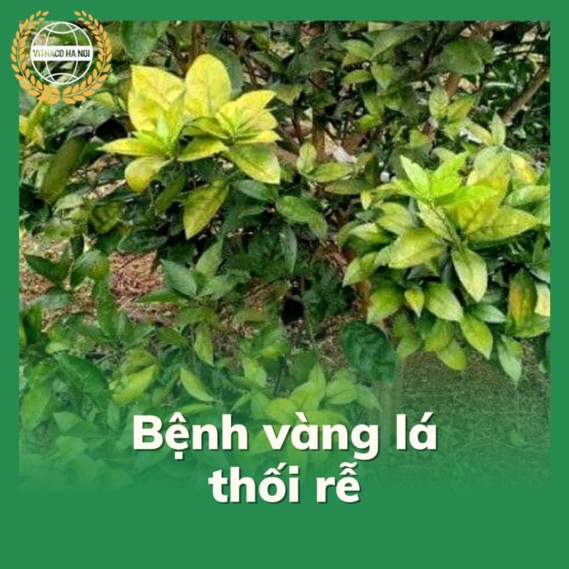 Bệnh vàng lá thối rễ trên chanh