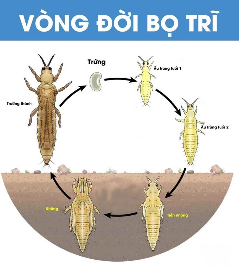 vòng đời bọ trĩ bù lạch hại lúa