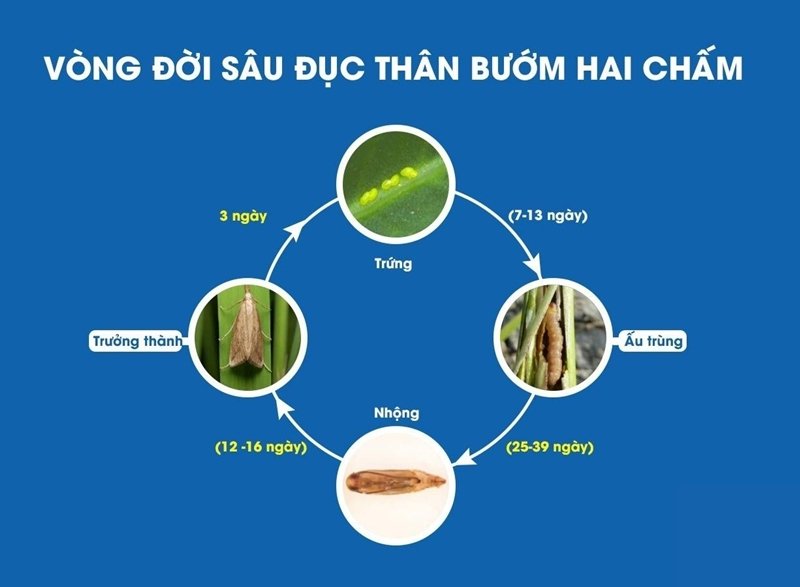 vòng đời sâu đục thân hai chấm hại lúa