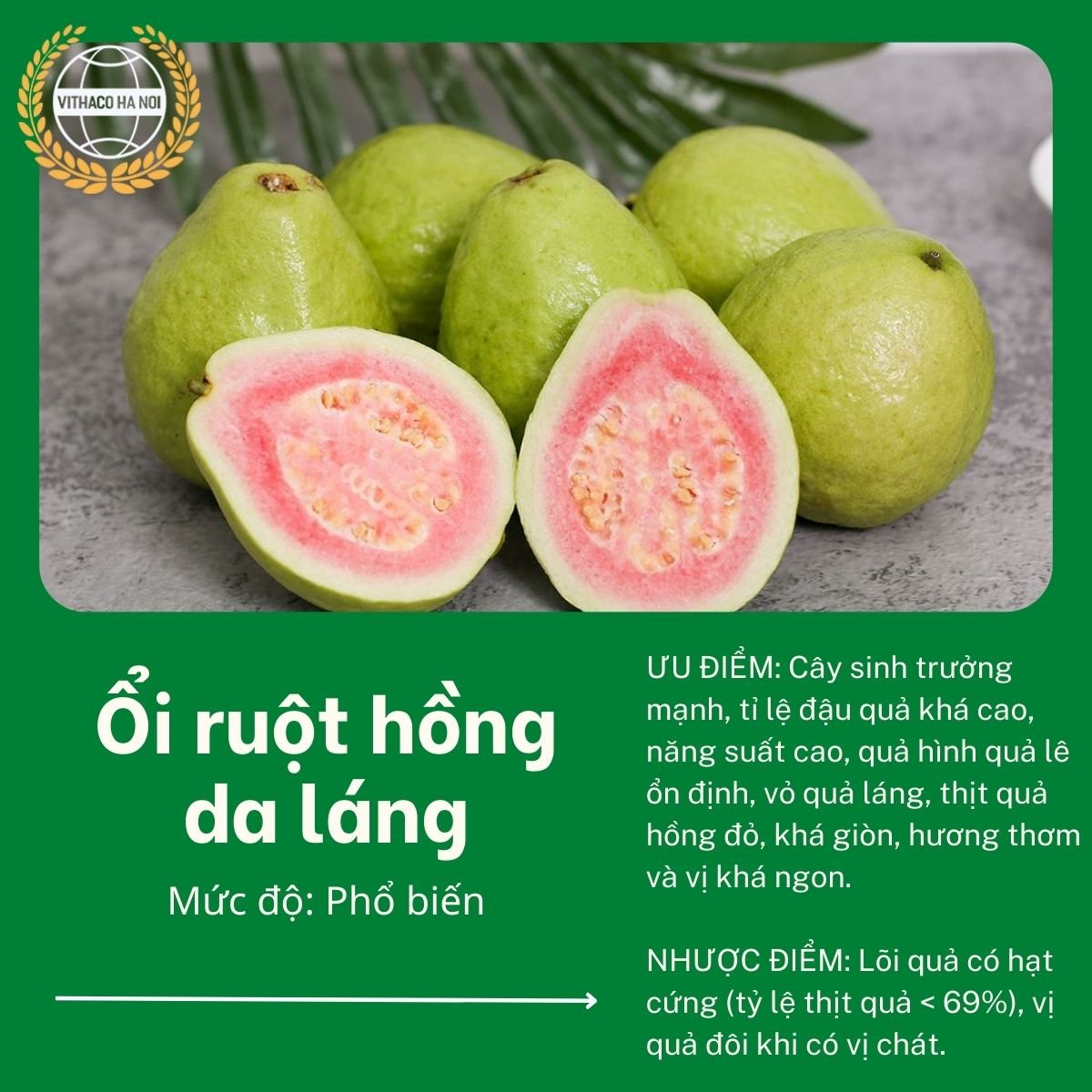 ổi ruột hồng da láng