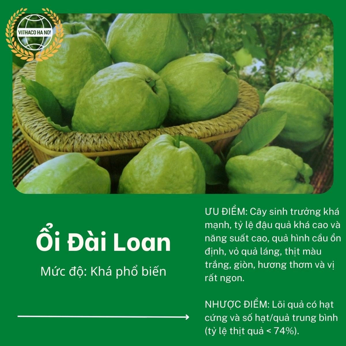 Ổi Đài Loan