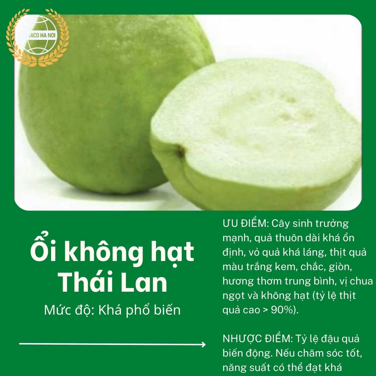 Ổi không hạt Thái Lan