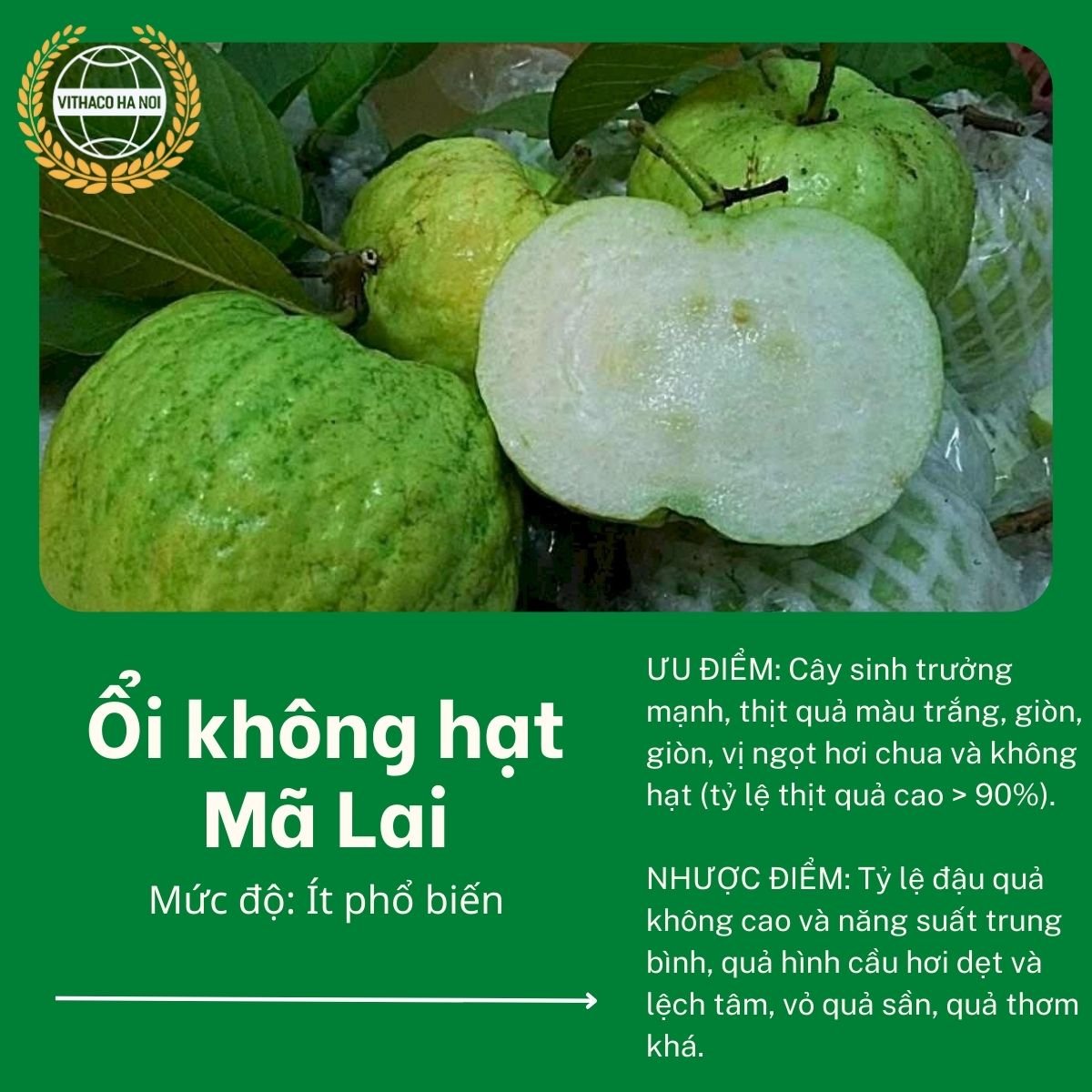 Ổi không hạt Mã Lai