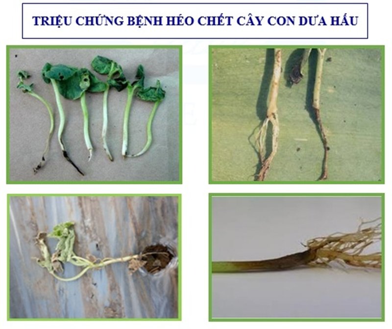 triệu chứng bệnh chết cây con dưa hấu