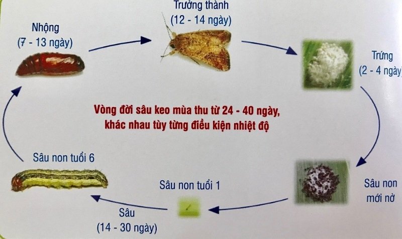 Vòng đời của sâu keo mùa thu trên cây ngô