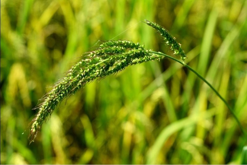 Photo Art] Hình ảnh cánh đồng lúa thơ mộng - ✫ Ảnh đẹp ✫