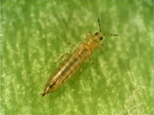 biện pháp phòng trừ bọ trĩ hại lúa
