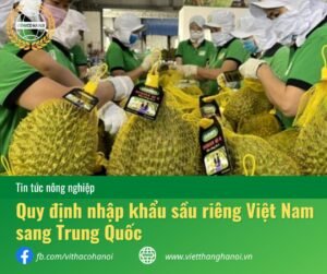 quy định nhập khẩu sầu riêng Việt Nam sang Trung Quốc