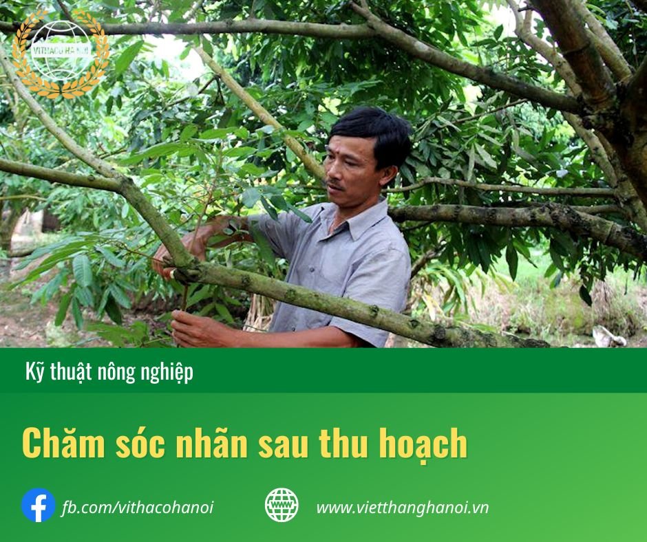 Hướng dẫn chăm sóc cây nhãn sau thu hoạch đúng kỹ thuật