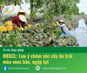 Chăm sóc cây ăn trái mùa lũ lụt ở đồng bằng sông cửu long