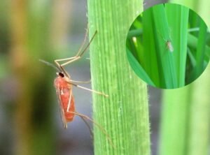 muỗi hành hại lúa và biện pháp phòng trừ