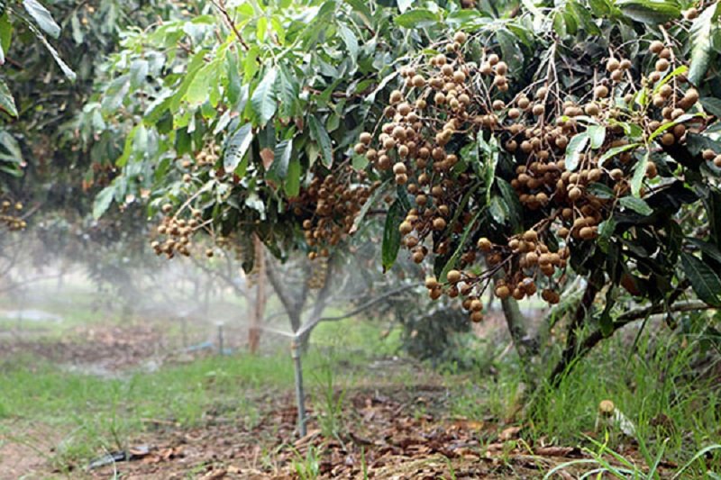 bệnh cháy lá trên cây nhãn