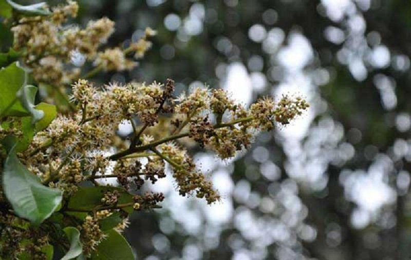 Bệnh phấn trắng trên cây nhãn