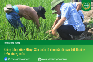 sâu cuốn lá nhỏ hại lúa mùa