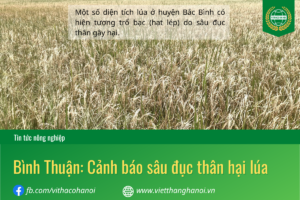 sâu đục thân hại lúa mùa