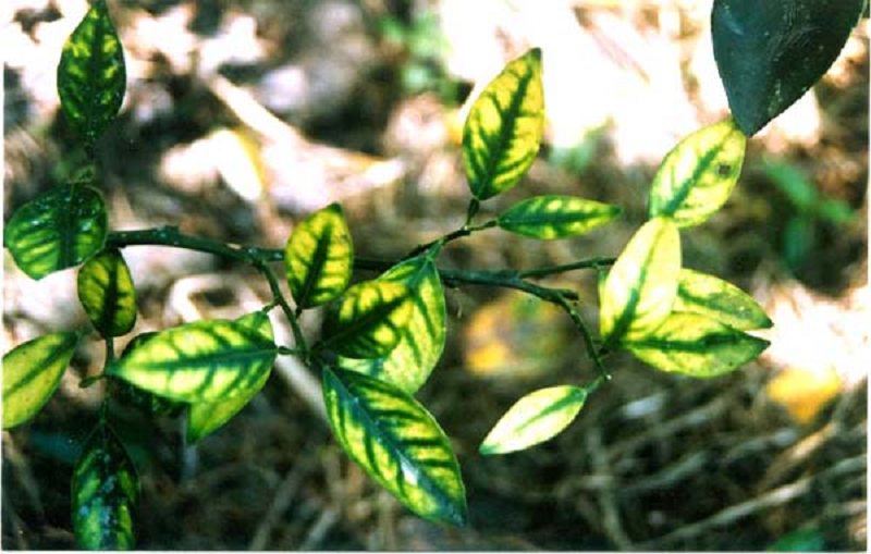 bệnh vàng lá gân xanh greening trên cây có múi