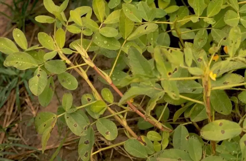 bệnh đốm lá gây hại trên cây lạc