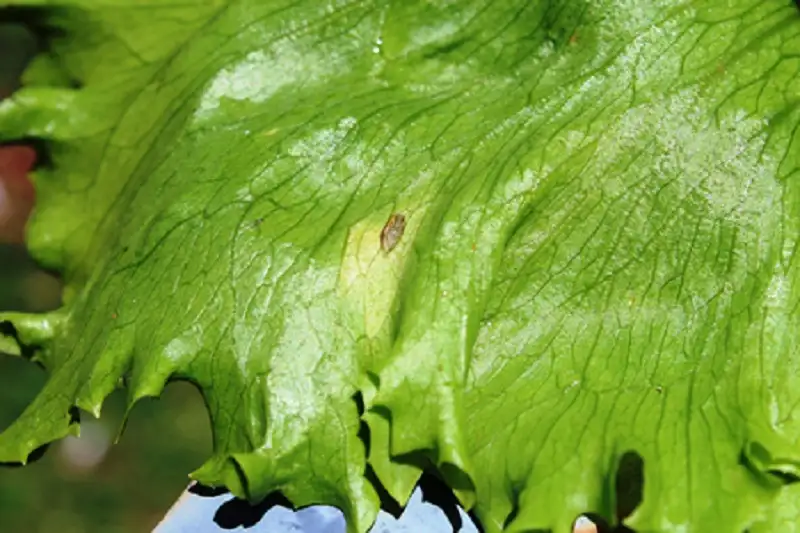 bệnh sương mai gây hại trên xà lách rau diếp