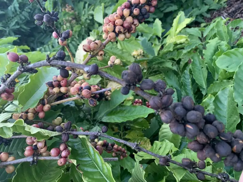 bệnh khô cành khô quả cà phê