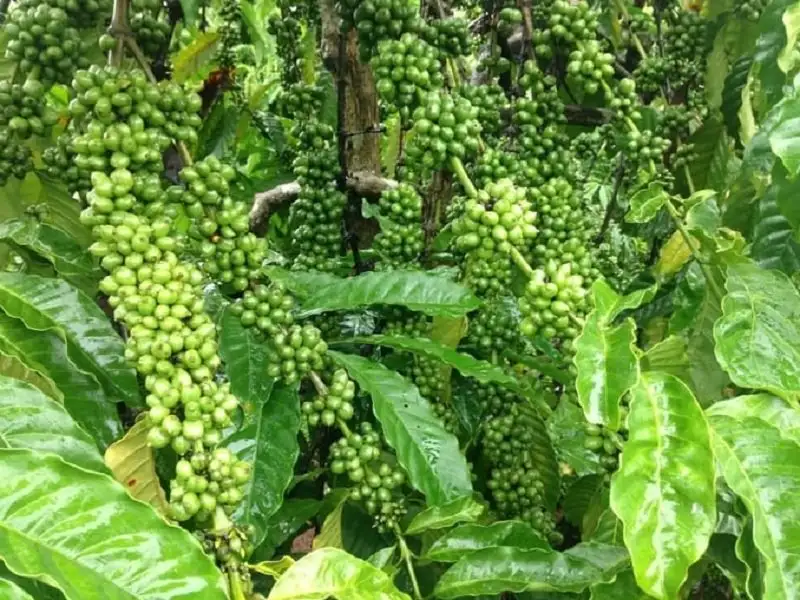 Kỹ thuật tưới nước cho cây cà phê trong mùa khô ở Tây Nguyên