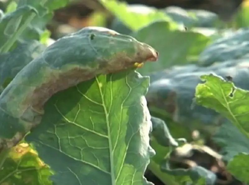 bệnh cháy lá gây hại trên cây su hào