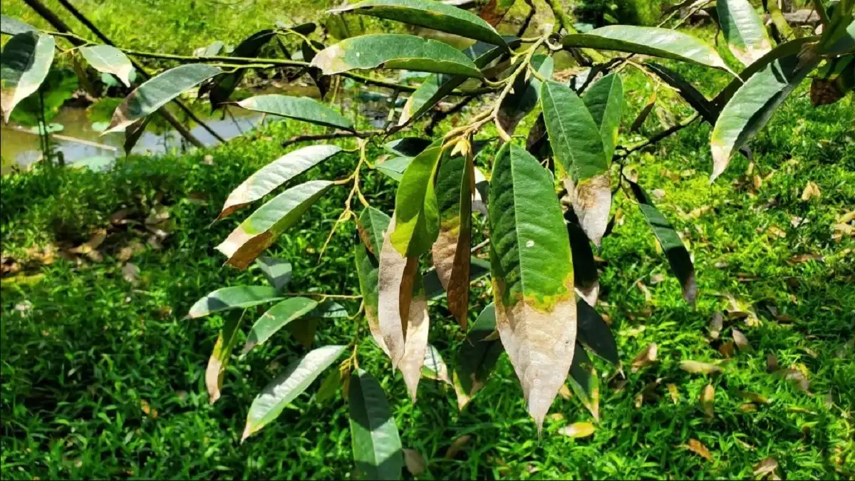 bệnh cháy lá chết ngọn trên cây sầu riêng