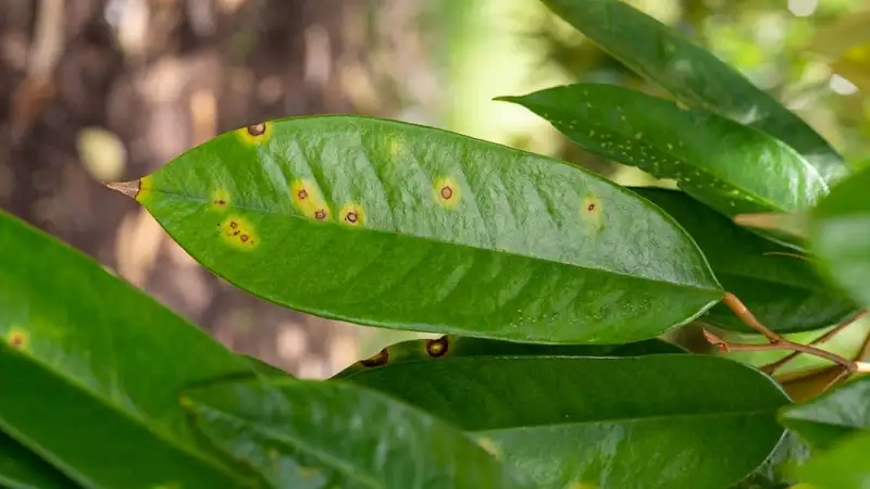 bệnh đốm lá gây hại trên cây sầu riêng