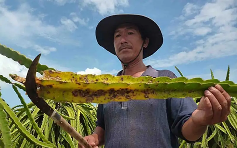 Bệnh đốm nâu trên cây thanh long