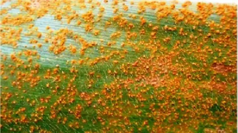 bệnh gỉ sắt gây hại trên cây ngô