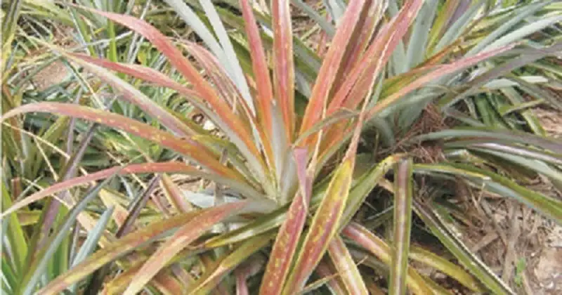 bệnh héo đỏ khô đầu lá dứa