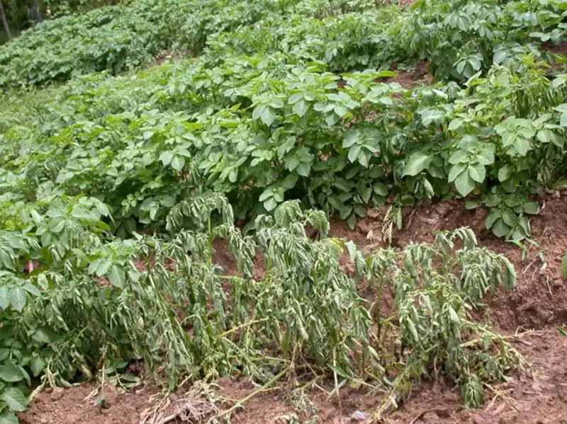 bệnh héo xanh vi khuẩn hại khoai tây