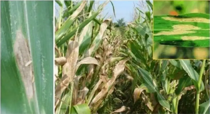 bệnh khô vằn gây hại trên cây ngô