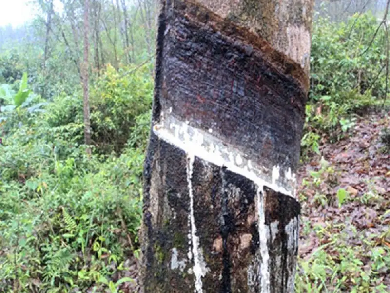 bệnh loét sọc mặt cạo trên cây cao su