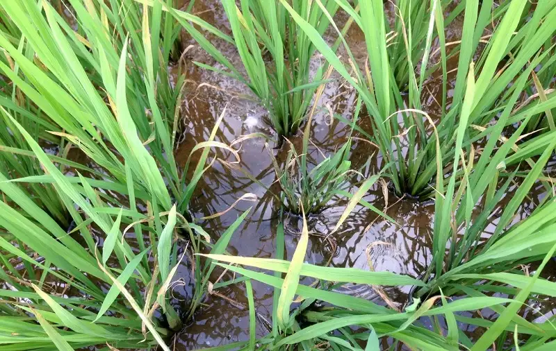 bệnh lùn sọc đen phương Nam hại lúa