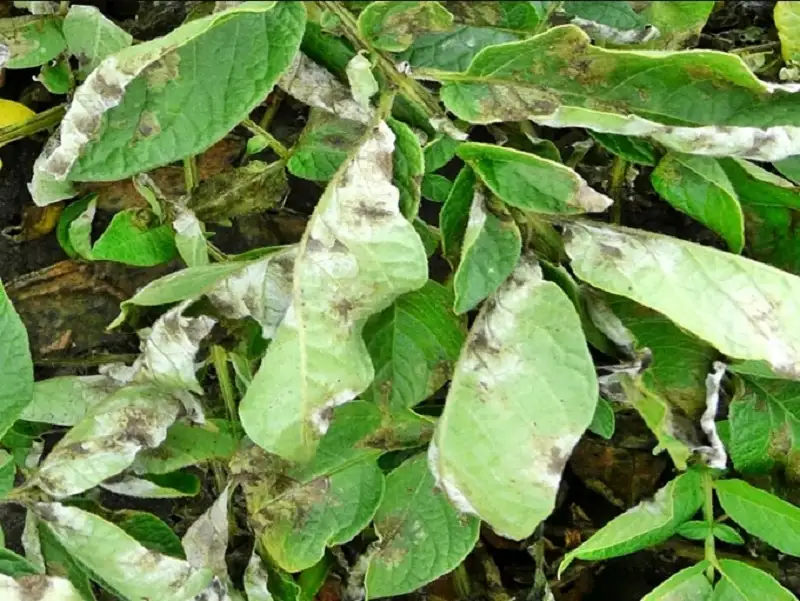 bệnh mốc sương hại khoai tây