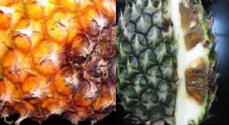 bệnh nấm xám trên cây dứa