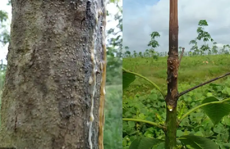 bệnh nứt vỏ xì mủ trên cây cao su