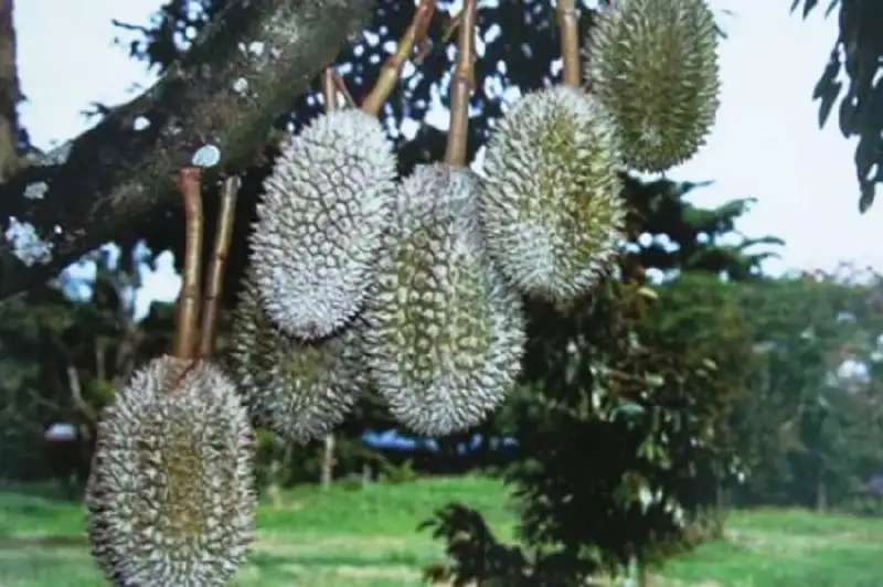 bệnh phấn trắng gây hại trên cây sầu riêng