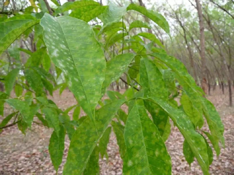 bệnh phấn trắng trên cây cao su