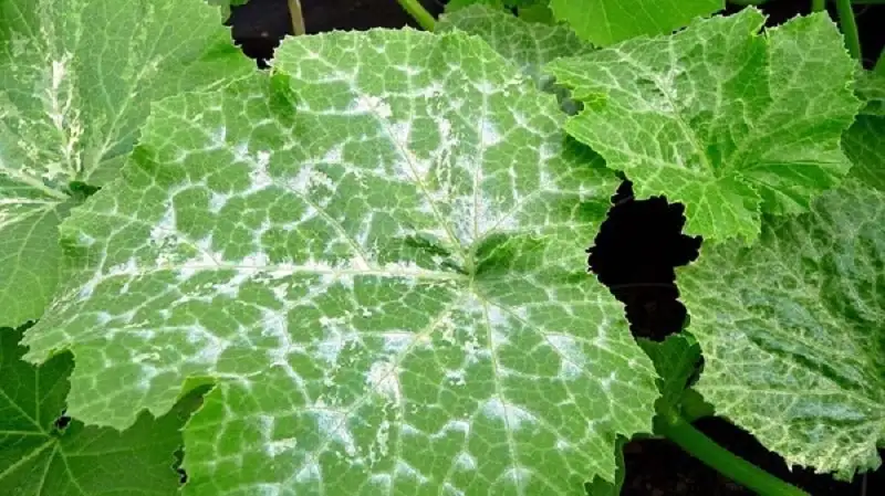 bệnh phấn trắng trên cây dưa chuột