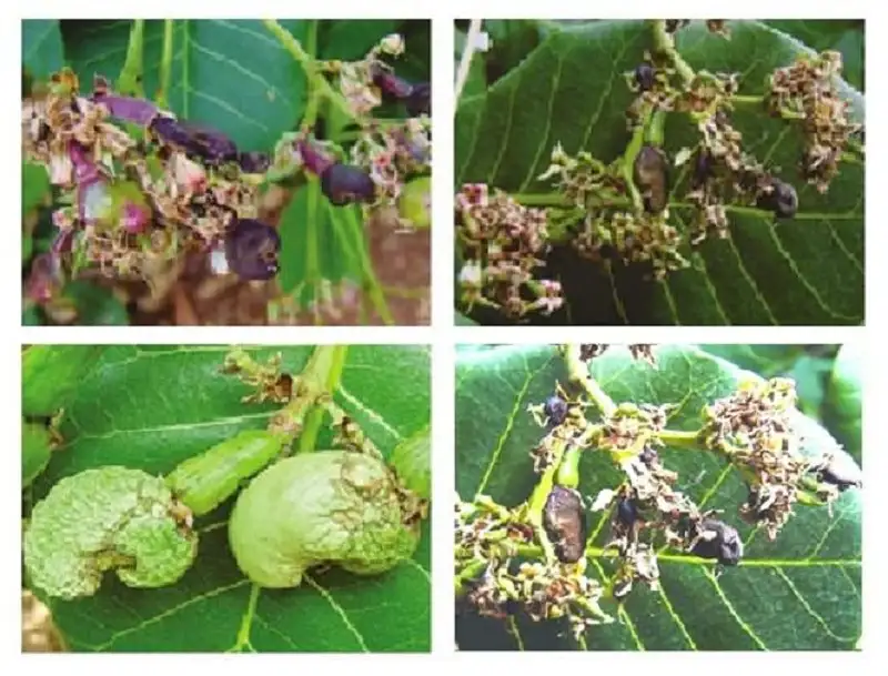 bệnh thán thư gây hại trên cây điều