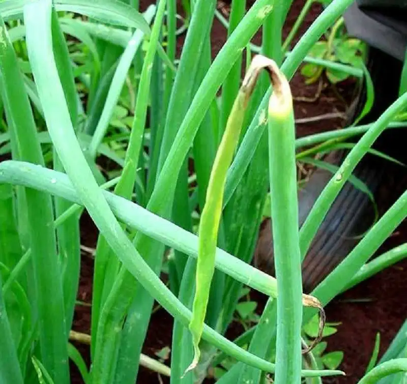 bệnh thán thư trên cây hành lá