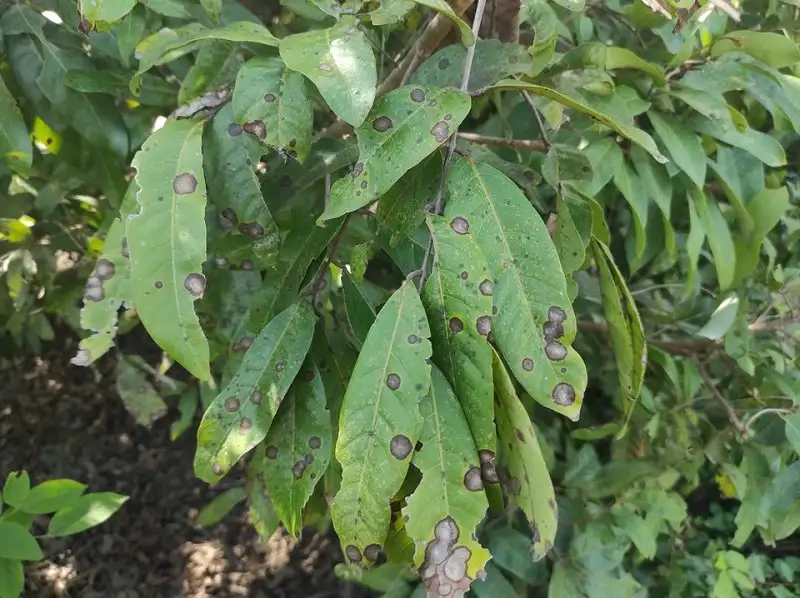 bệnh thán thư gây hại trên cây nhãn và biện pháp phòng trừ